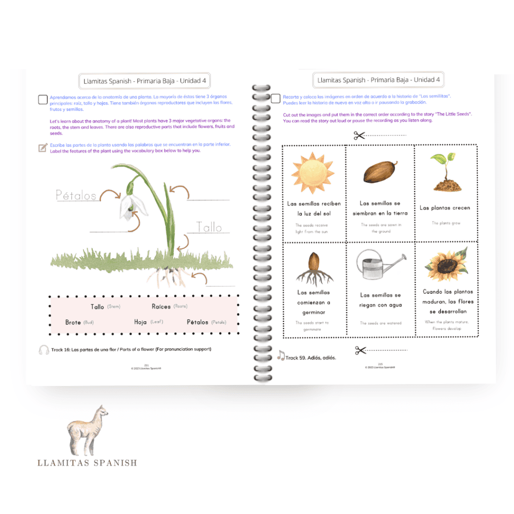 picture of a plant and labelling the plant in Spanish. Plus pictures of the lifecycle of a plant.